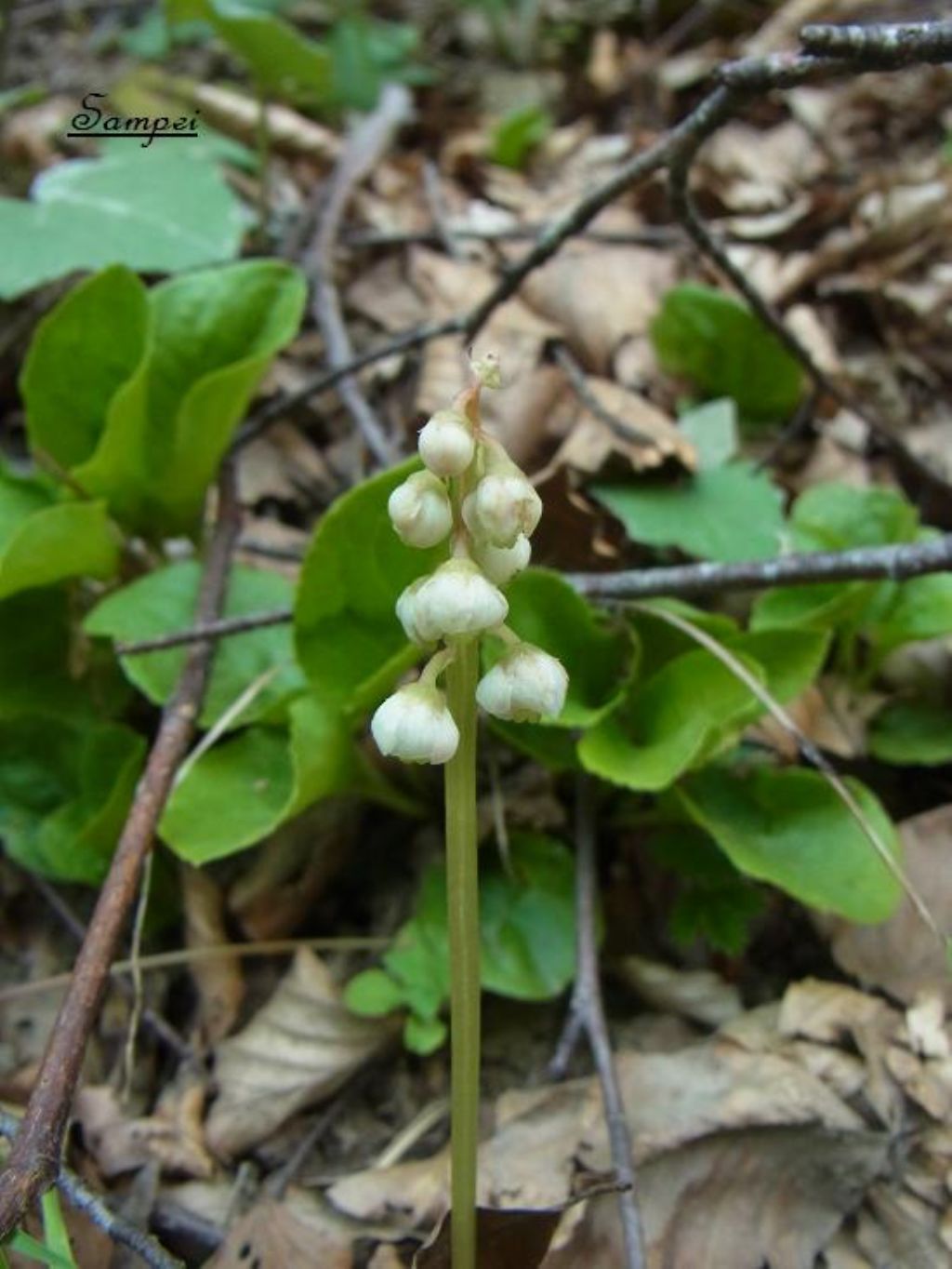 Pyrola media